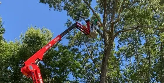 Tim Wilder Tree Care work photo
