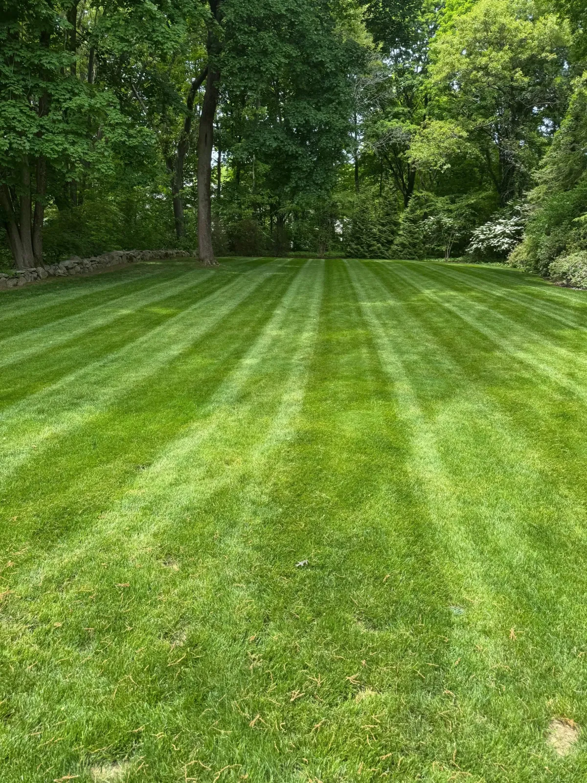 A freshly mowed lawn with clean mower stripes running to a mature tree line on a maintained Lexington, MA property