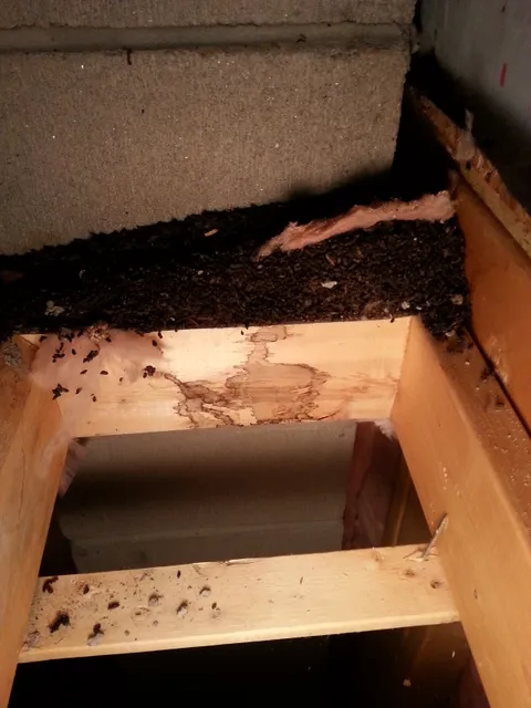 Mac & Quack's Pest Control work photo