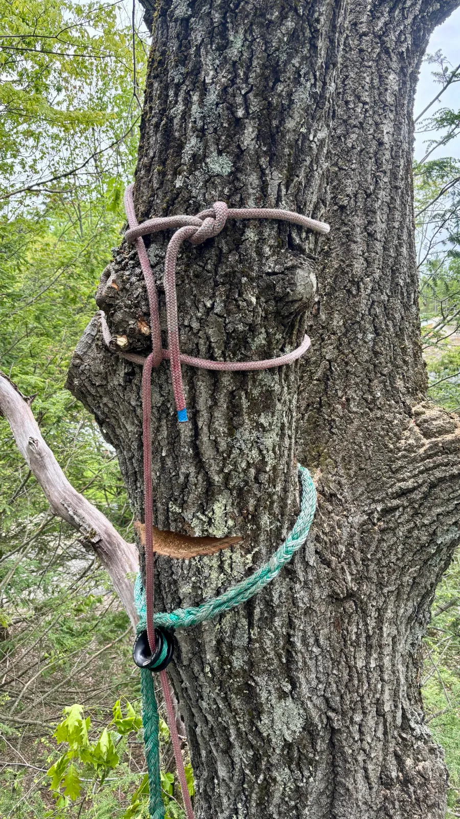 new england tree service down-rigging heavy tree stem