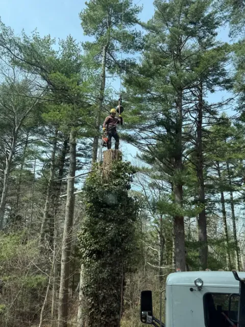 A person in protective gear stands atop a tree trunk, holding a chainsaw while pruning in a forest.