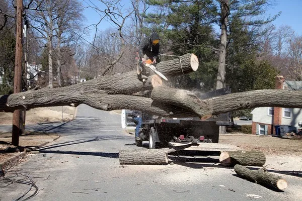 Hazardous Tree Removal
