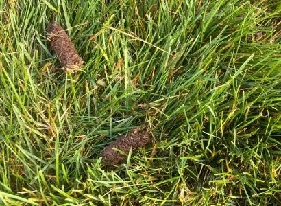Aeration and Seeding