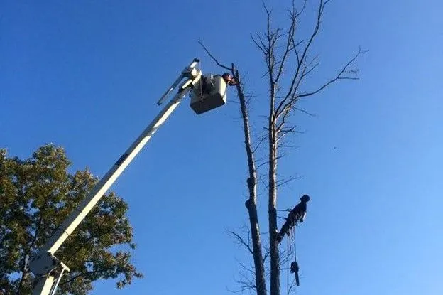 Maple Leaf Tree Service bucket truck and climber safely trimming a large tree.