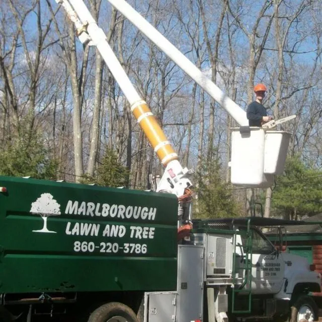 Marlborough Lawn and Tree work photo