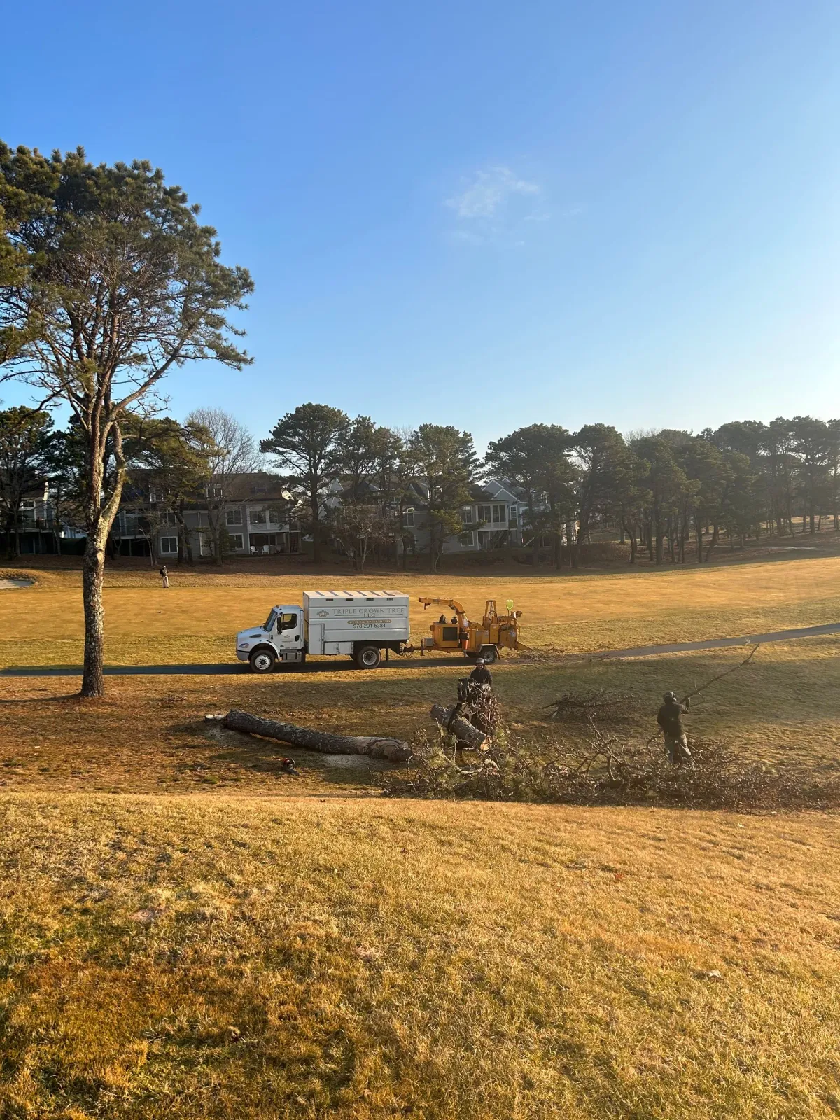 Tree service
