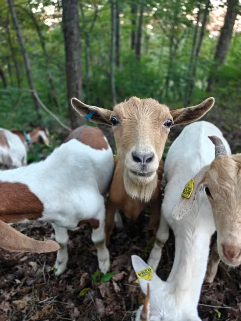 Meadow Grazing work photo