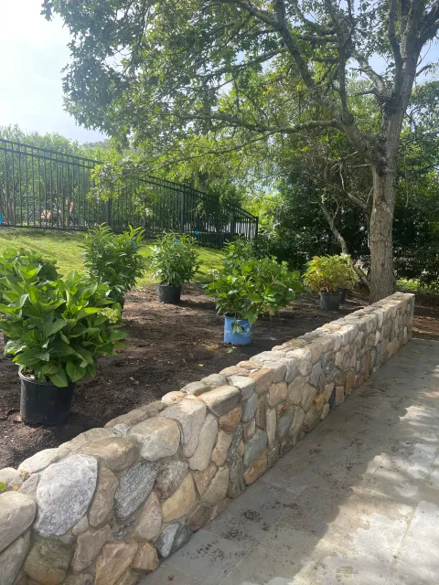 Garden with newly planted shrubs behind a stone retaining wall, tree overhead, and metal fence in the background.