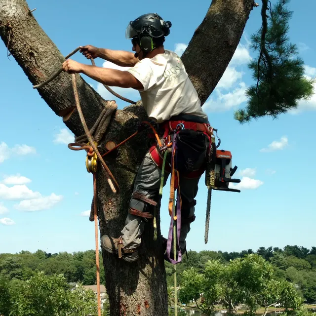 Regal Tree and Shrub Experts work photo