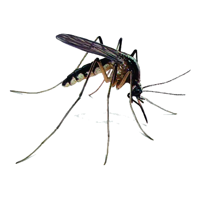 Mosquito Control