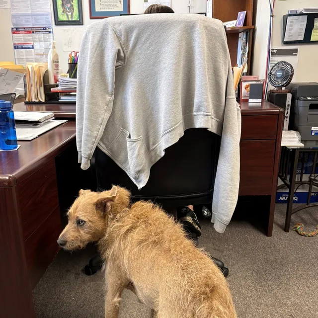 Begging his work auntie for treats, unproductively. Happy Friday!!!