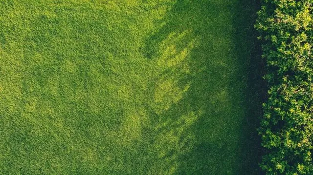 Overhead view of a thick green lawn beside a trimmed hedge