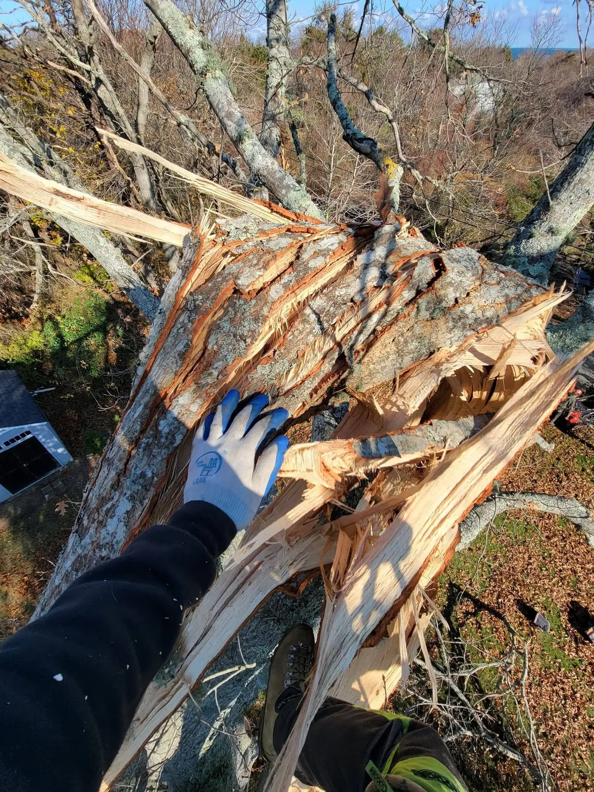 Gloved hand touching splintered tree trunk in an outdoor yard after storm damage