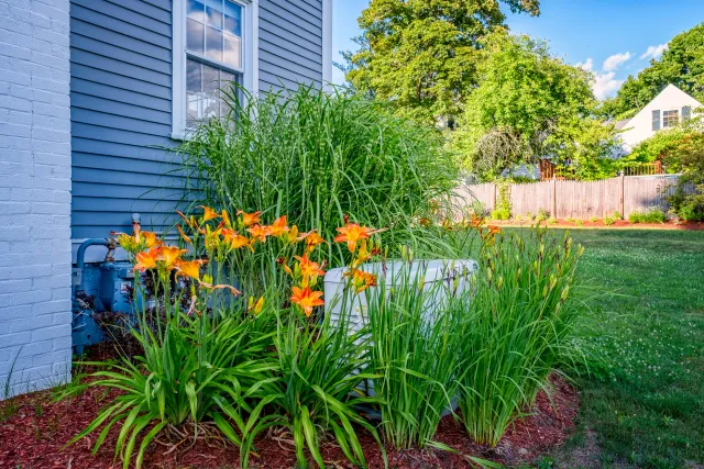 Garden with orange daylilies and tall grass next to a house wall.