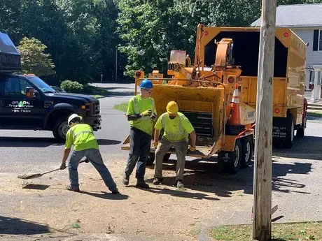 men clearing up tree debris