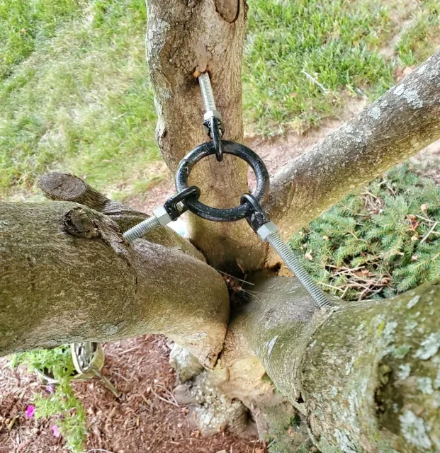 Tree branches connected by a metal ring and bolts, with a metal bolt passing through a hole in the trunk.