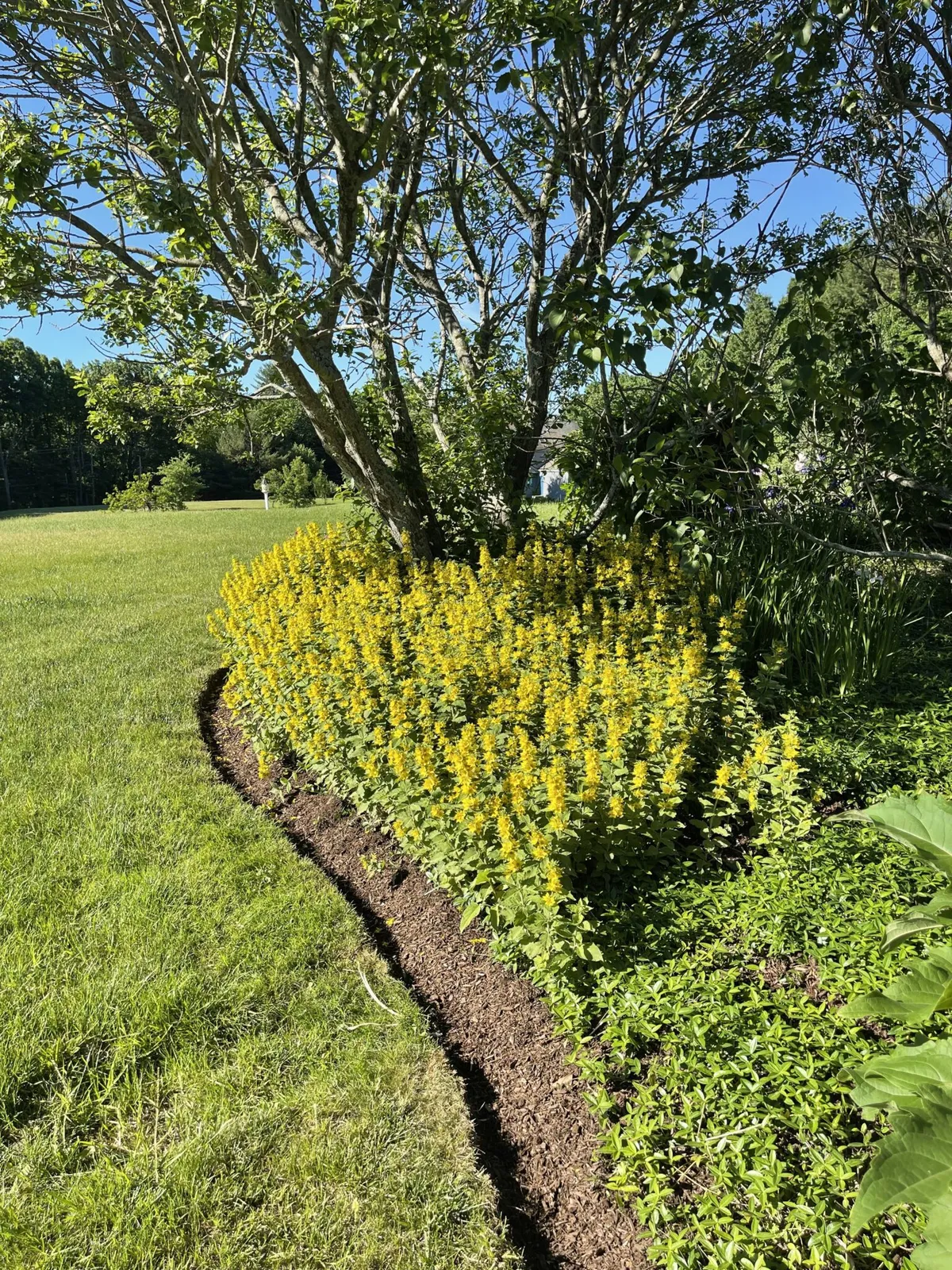 work photo from bittencourtslandscape.com