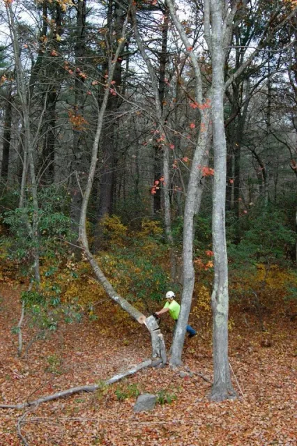 A person wearing a helmet and green shirt climbing or sitting on a fallen tree in a forest with autumn leaves.
