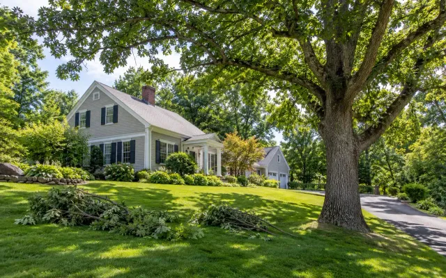 Mature oak with raised canopy and neat branch pile on a lawn