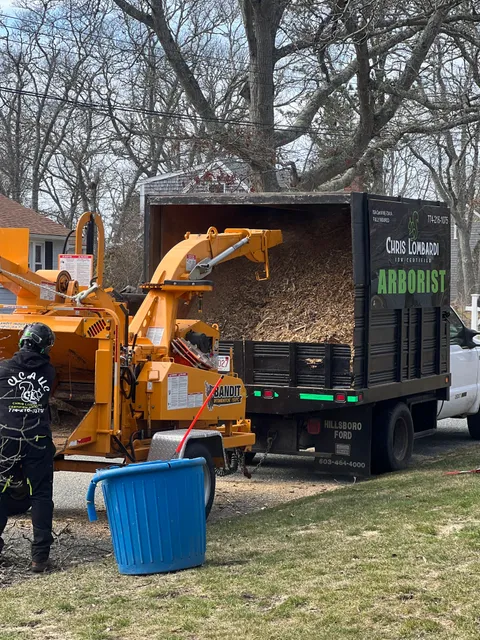 Chris Lombardi Certified Arborist - CLCA LLC work photo