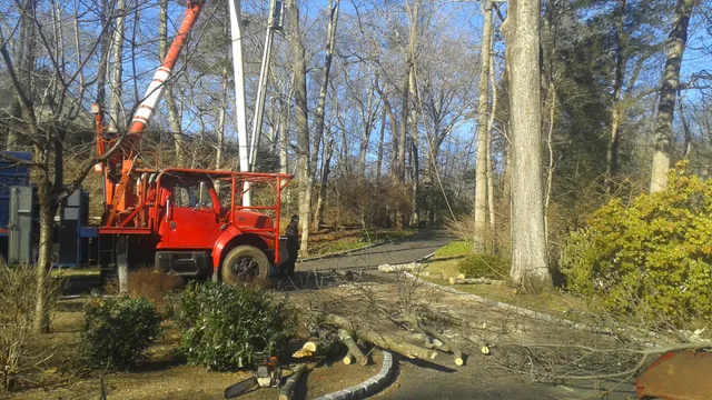 EDS TREE & LANDSCAPING work photo