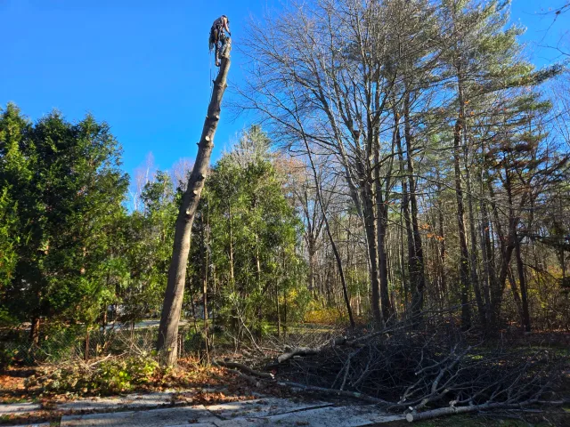 A person trimming a tall tree in a wooded area on a sunny day, with fallen branches on the ground and bare trees in the background.