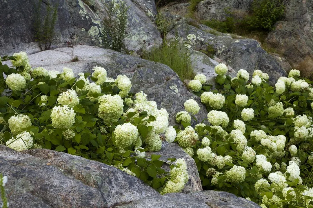 Corliss Landscape and Irrigation: Landscape & Irrigation in Ipswich, MA