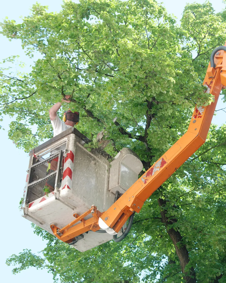Arborist in bucket truck lift performing tree trimming and maintenance at height