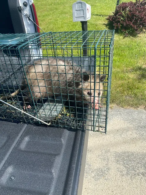 Fadden Custom Pest Services work photo