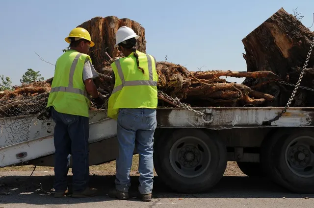 tree stumps torn from ground after tree removal