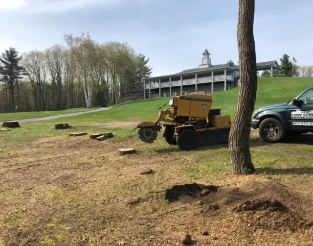 Ed's Stump Grinding work photo