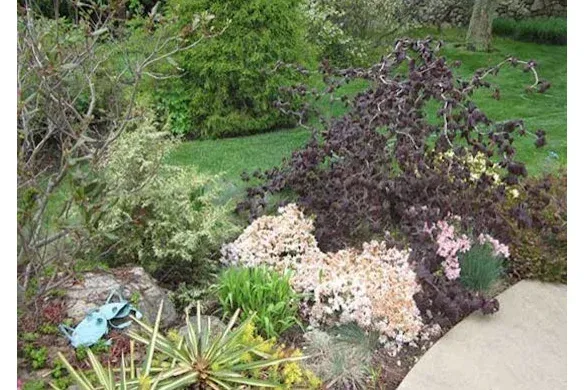 Mixed border with purple smokebush and variegated foliage