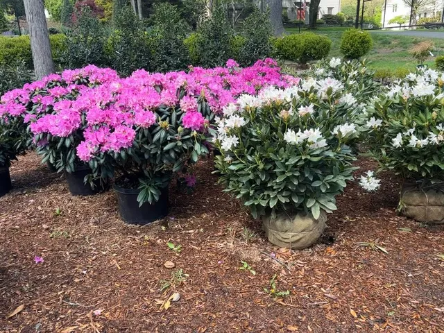 Spring beauty around the nursery