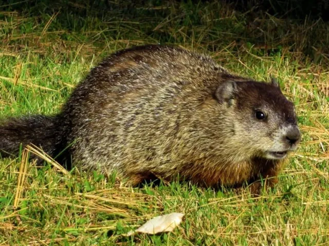 Woodchucks Under Your Shed?