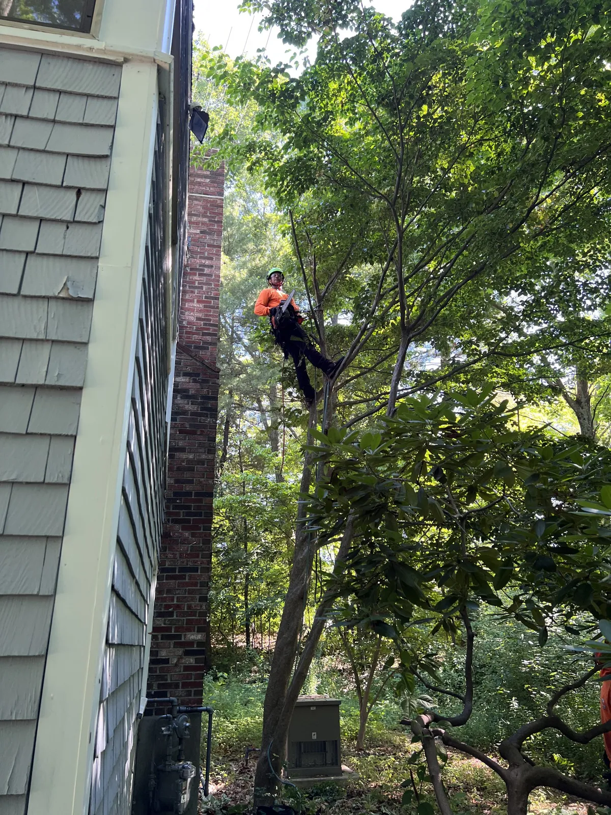 work photo from walnuttreeservice.com