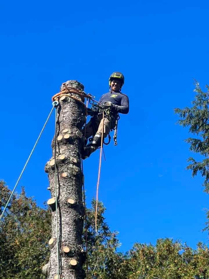 Juarez Landscaping and Tree Services