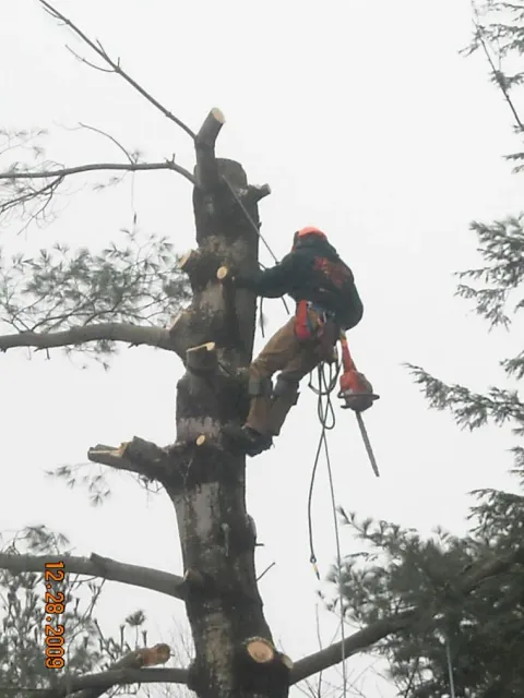 Tree Removal services 11