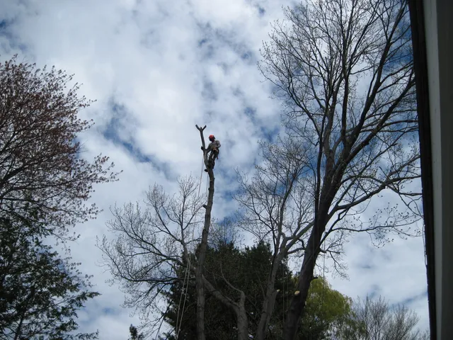 work photo from mccarthytree.com