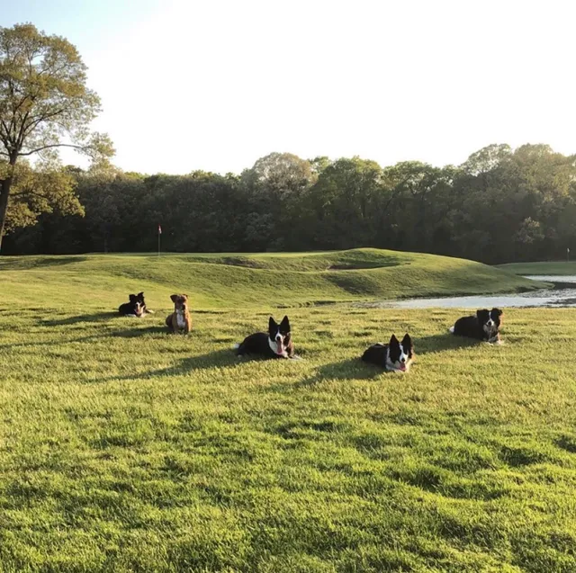 Geese Chasers Southern Connecticut work photo
