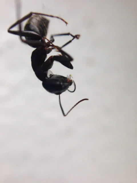 work photo from nutechpest.com
