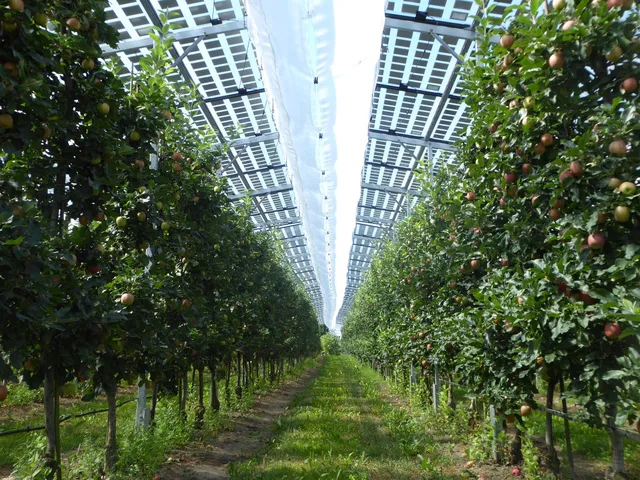 Apple trees growing under an elevated agrivoltaic solar array.