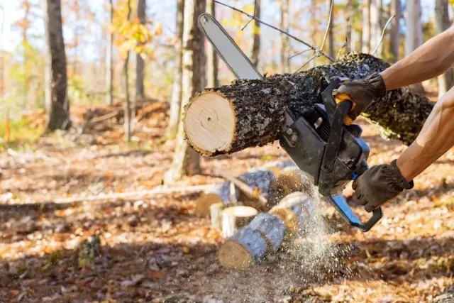 Chainsaw cutting a log in a wooded area, with wood chips flying during tree clearing.