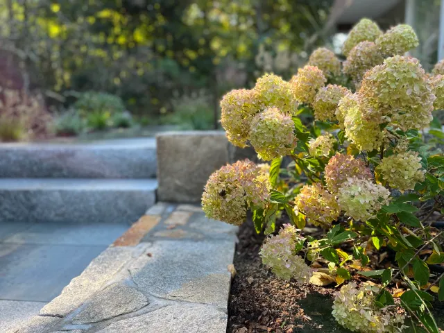 Flowering bush of pale pink hydrangeas next to stone steps in a garden, with sunlight filtering through trees in the background.