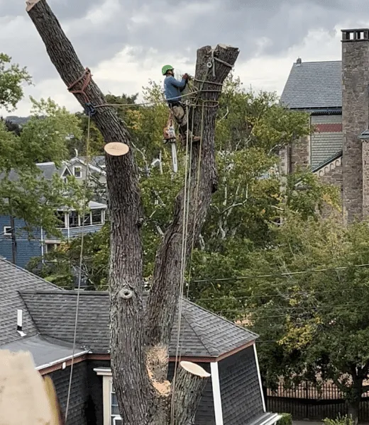 work photo from alexprotreeservices.com