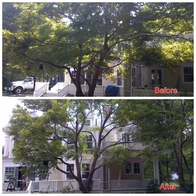 Evergreen Tree & Landscaping Company work photo
