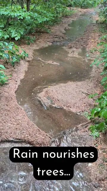 Rain feeds roots, freshens the landscape, and reminds us that strong trees are built before the storm.

A little water does a lot of good — but weak limbs and poor structure tend to show themselves when weather rolls in. 

Thoughtful pruning, inspections, and plant health care help trees stay beautiful, resilient, and safer through every season.

#Arborist #TreeCare #Horticulture #PlantHealth #Pruning #TreeService