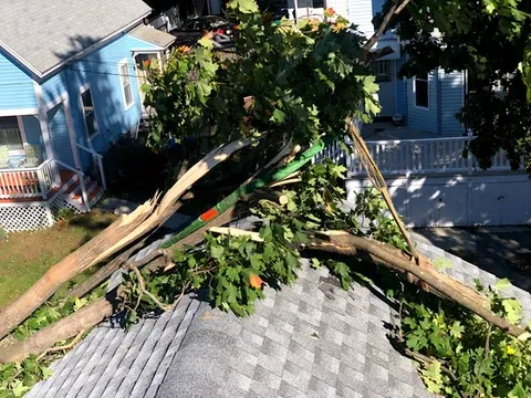 work photo from m-mtrees.com
