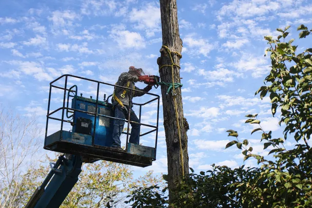 Lovering Tree Care work photo