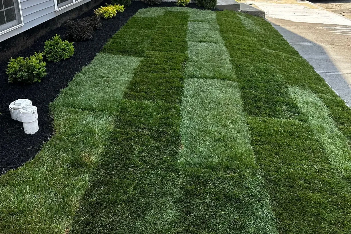 Newly laid patches of green grass sod arranged in a grid pattern next to a house with black mulch and shrubs.