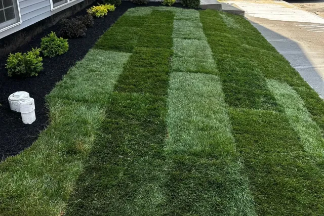Newly laid patches of green grass sod arranged in a grid pattern next to a house with black mulch and shrubs.